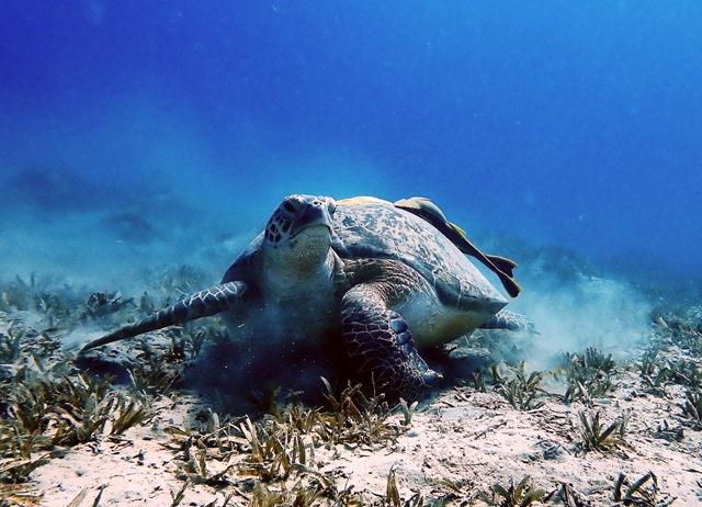 Turtle - 🐢🌊 Meet Pebble – Our Newest Registered Turtle! 🌊🐢 Another ...