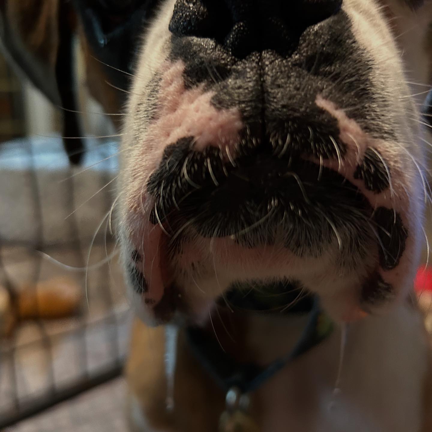 Blue Ridge Boxer Rescue added a... - Blue Ridge Boxer Rescue