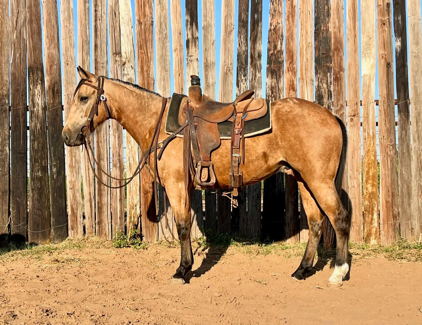 Muleshoe Ranch | Gail TX