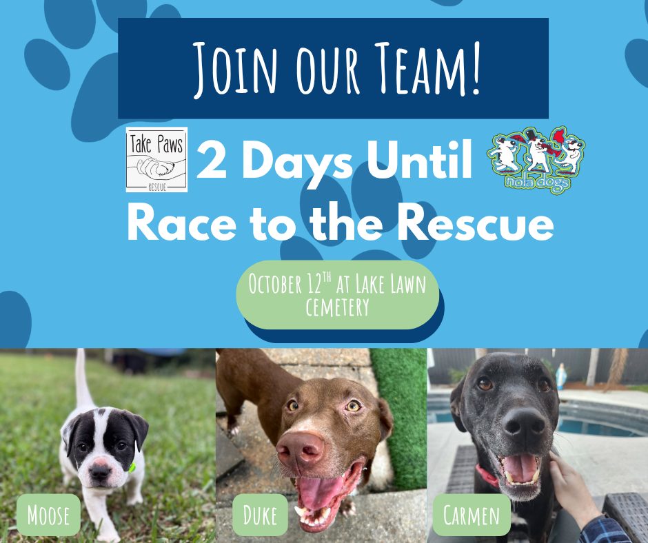 🐾 Just 2 Days Until Race to the Rescue!... - Take Paws Rescue | Facebook