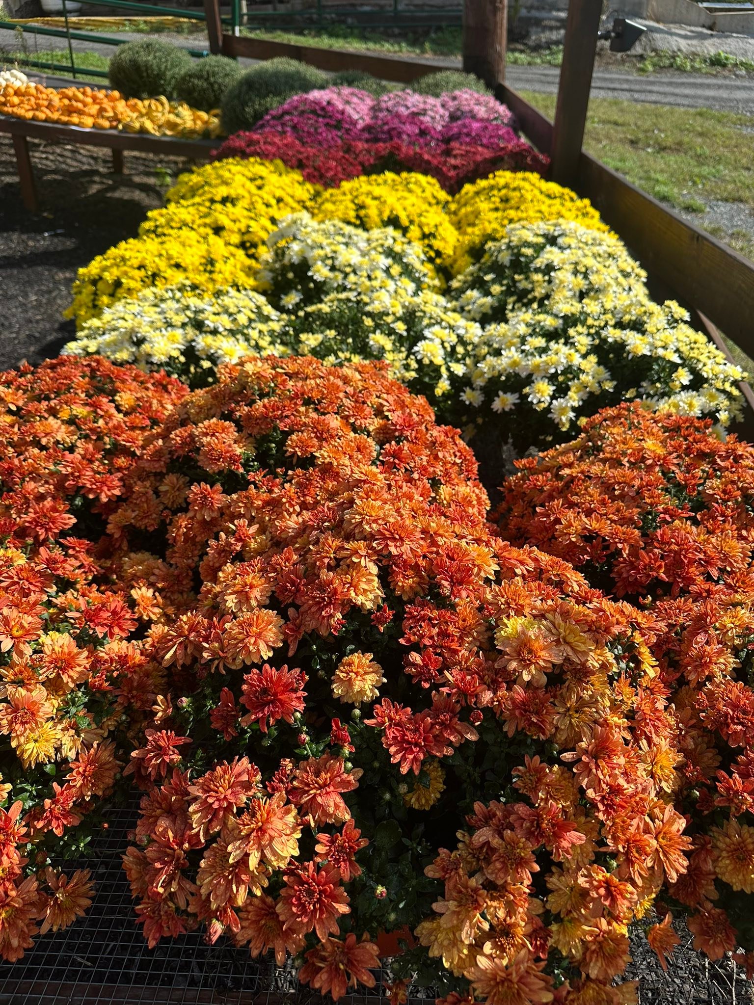 Jasper Ridge Farm | Emmaus PA