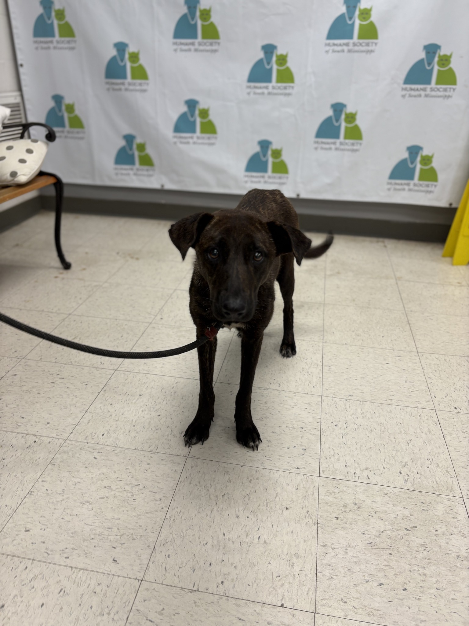 Humane - Intake type: ACO Stray Intake date: 05/31/2025 Found: 10000 ...
