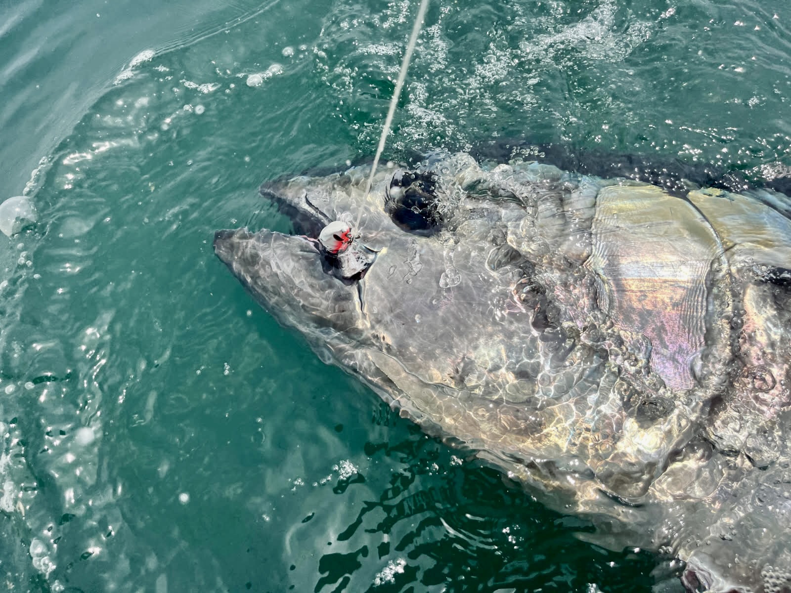 Top - Le S-BULL 130 est incontournable pour la traque des thons dans ...