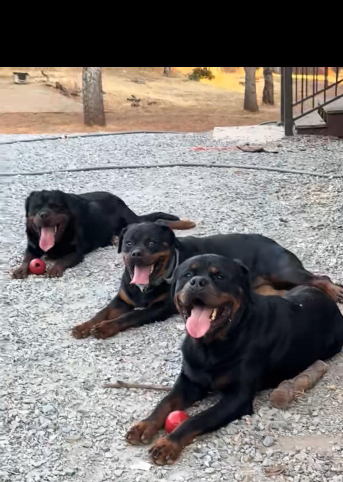 Cali Rottweilers