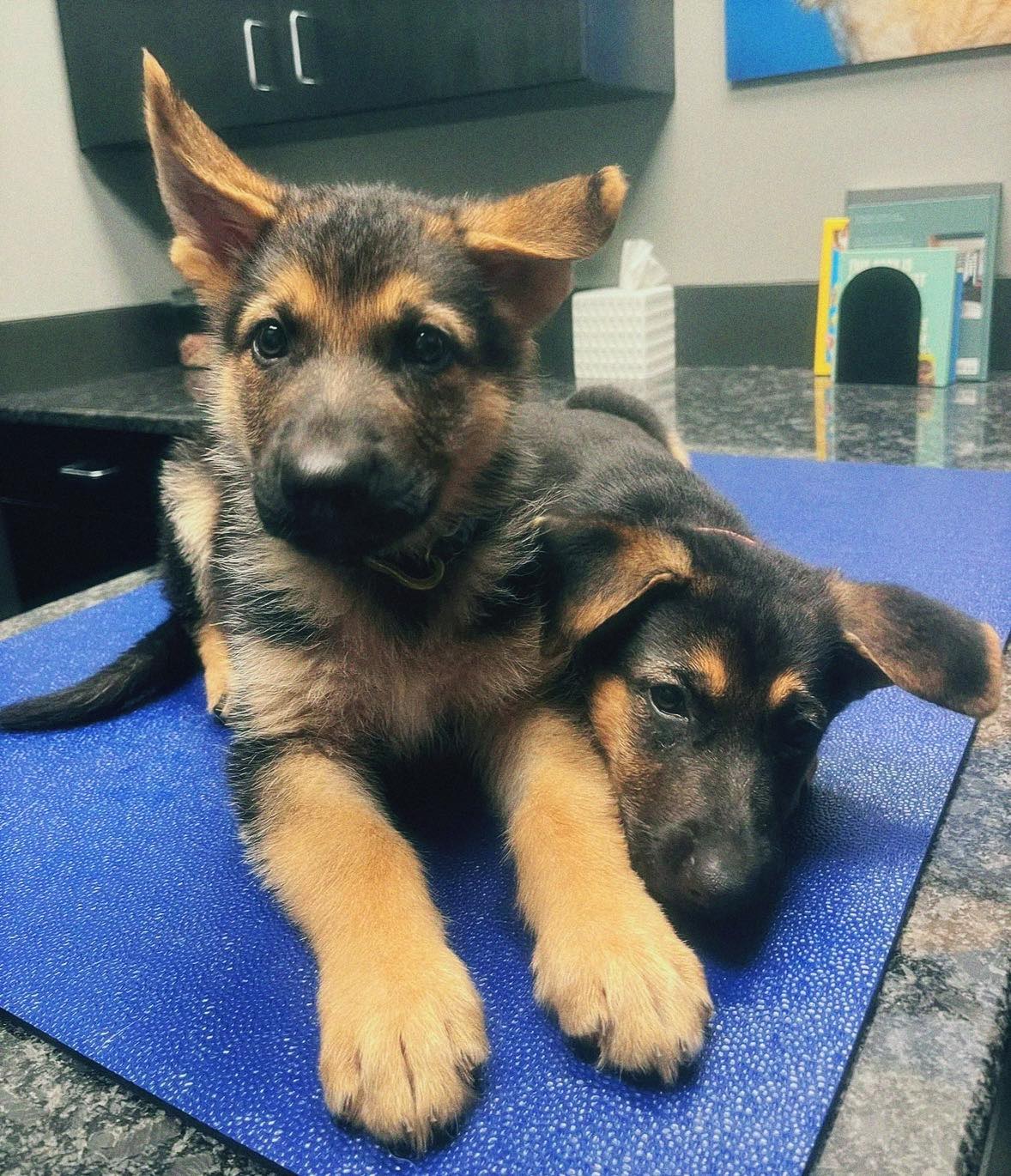 Hawk - We love to see pets feeling right at home in our clinic. It's ...
