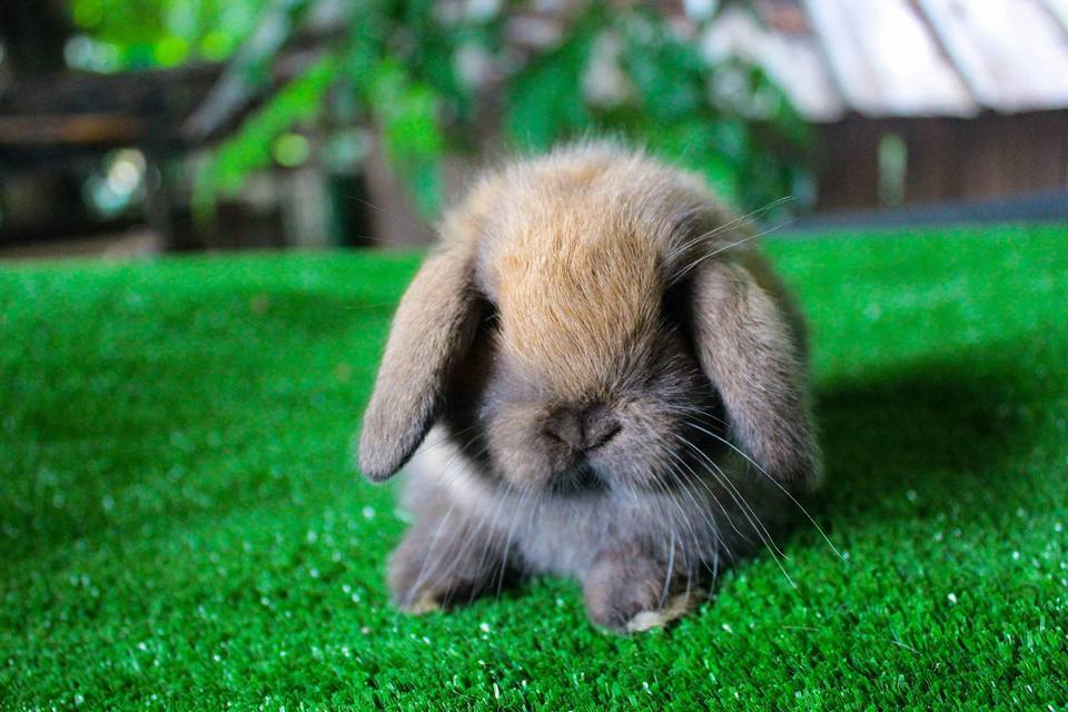 # เปิดให้จองง แล้ว... - JB Rabbit ฟารม์กระต่ายเชียงใหม่