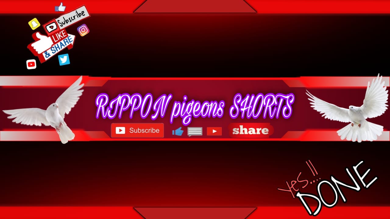 Rippon Pigeons Shorts