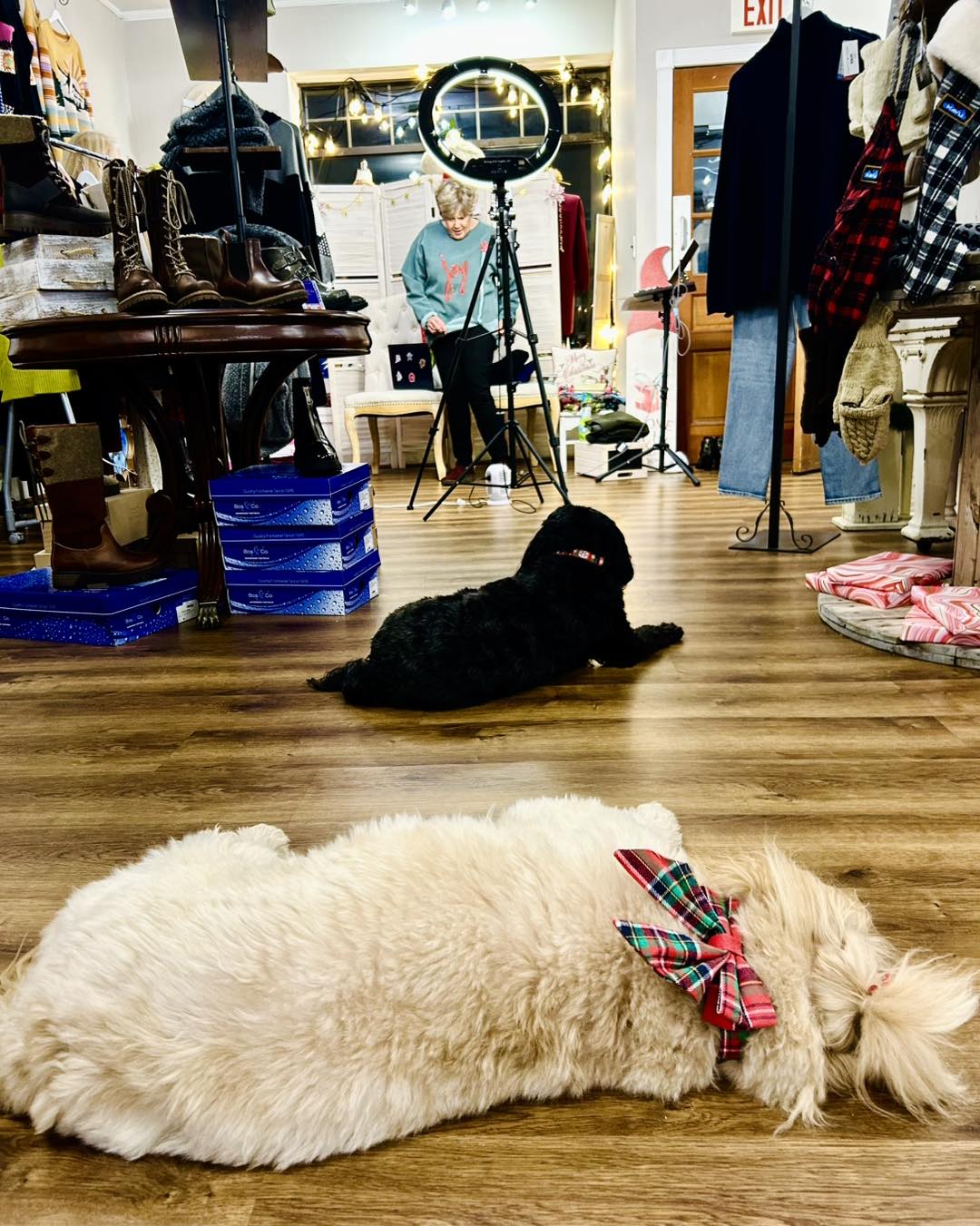 motto_dog （thefarmersdog company motto is “Long Live Dogs” and we 