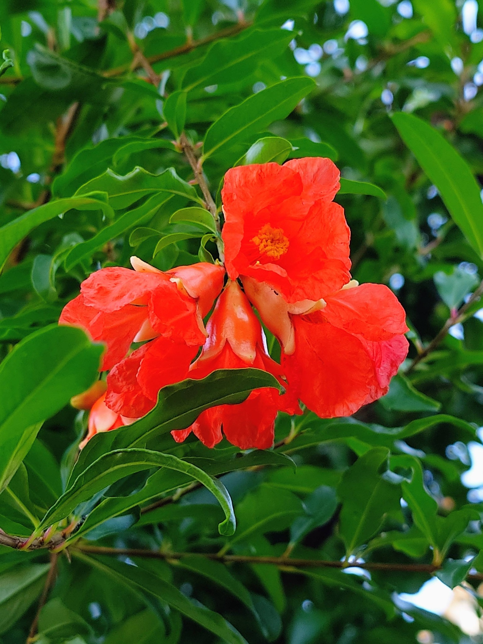 🥀🍒🪻柘榴の花が、バックに柘榴実を付けて、咲いていた