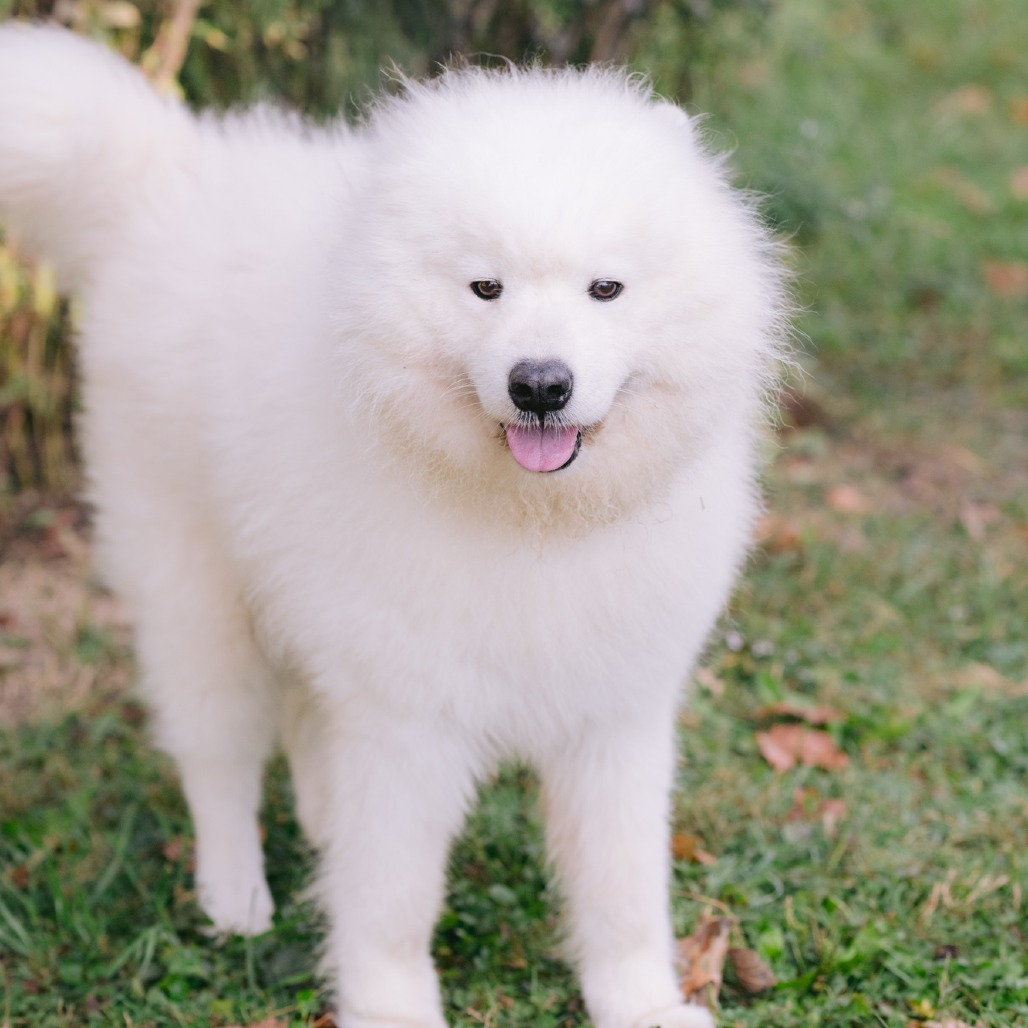 The Love - Multik is an almost 8-year-old, 40lbs, male Samoyed ...