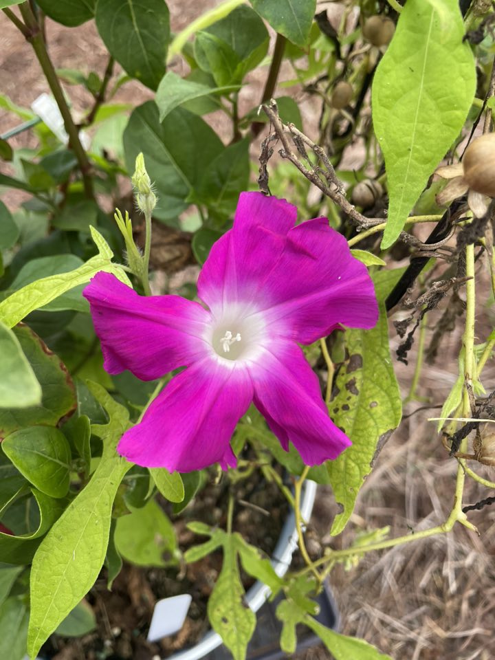 b>Bamboo Pink Japanese Morning Glory 6 Qty</b