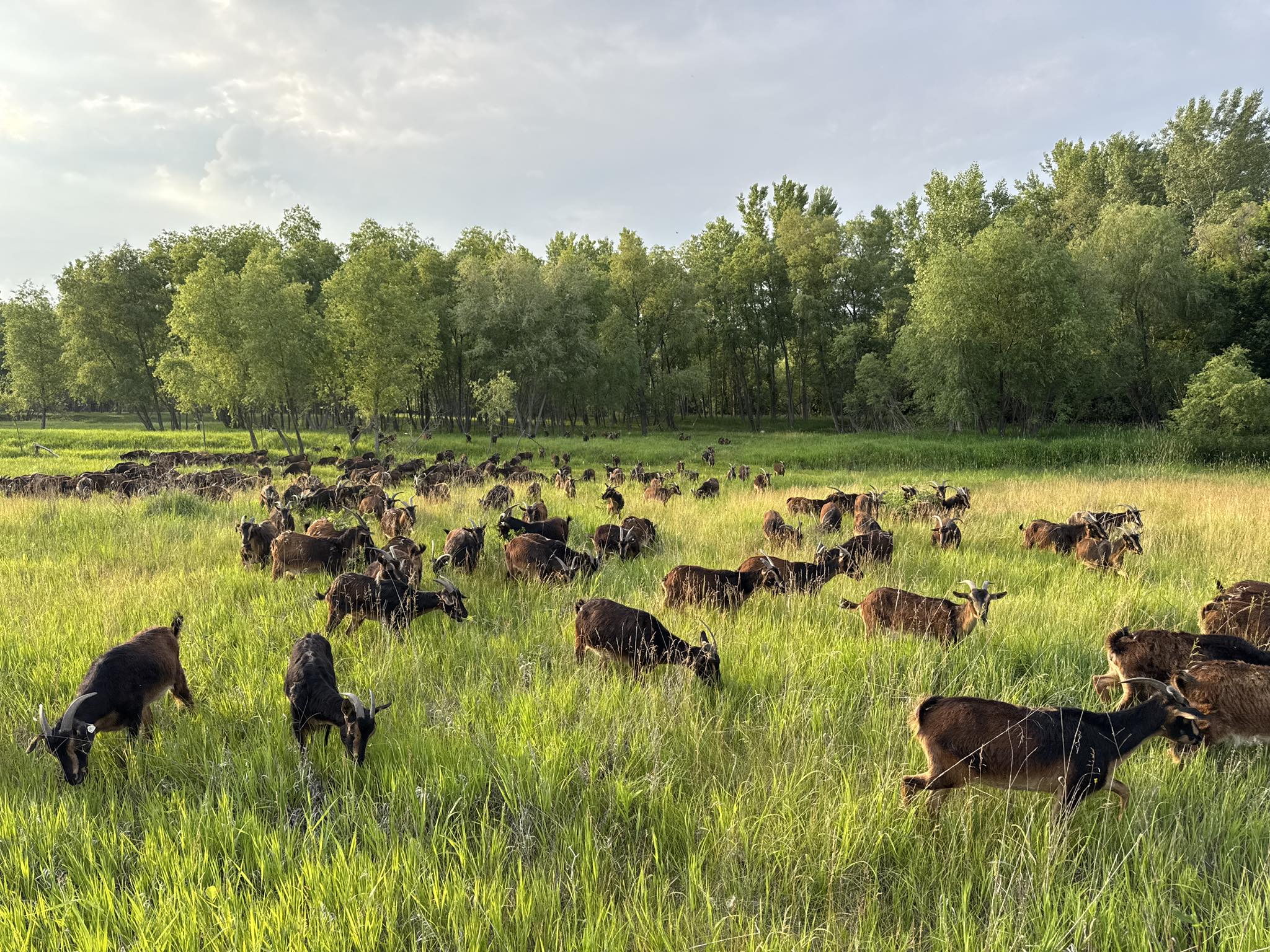 Willow Valley Farms San Clemente Island Goats | Gretna NE