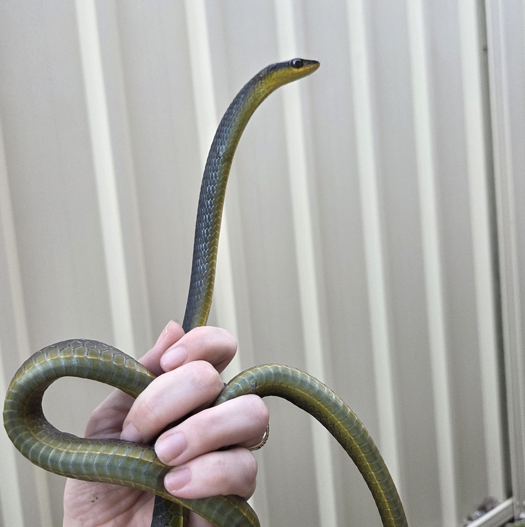 Little tree snake from... - Snake Rescue Sunny Coast | Facebook