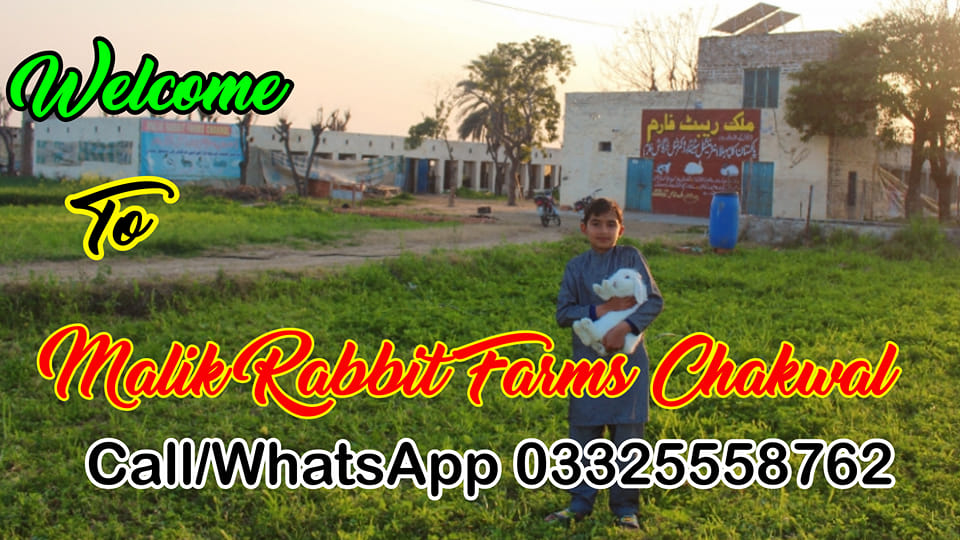 MALIK RABBIT FARMS International Official Group | Facebook