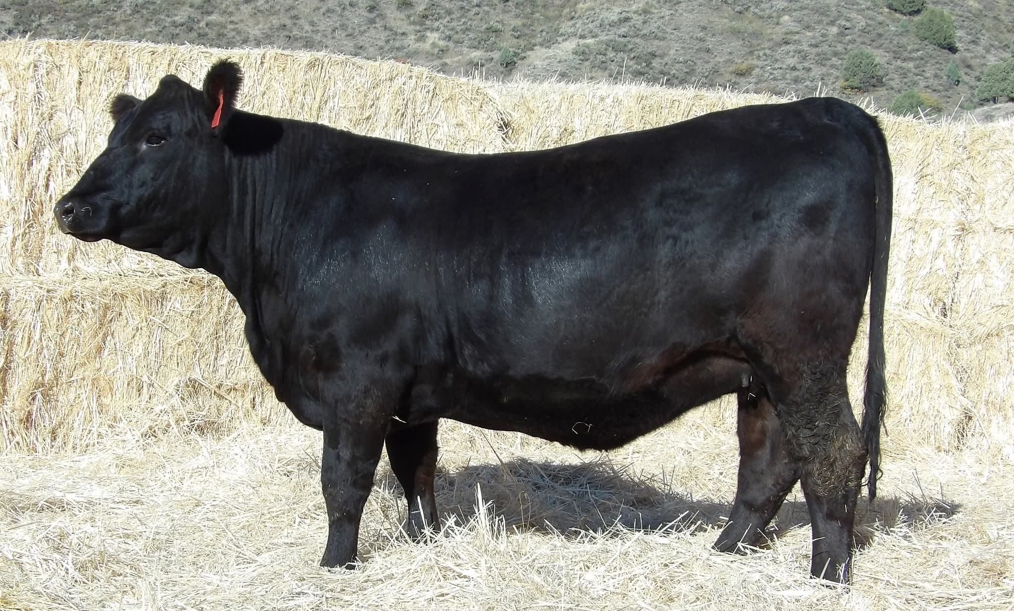 Table Rock Ranch | Ririe ID