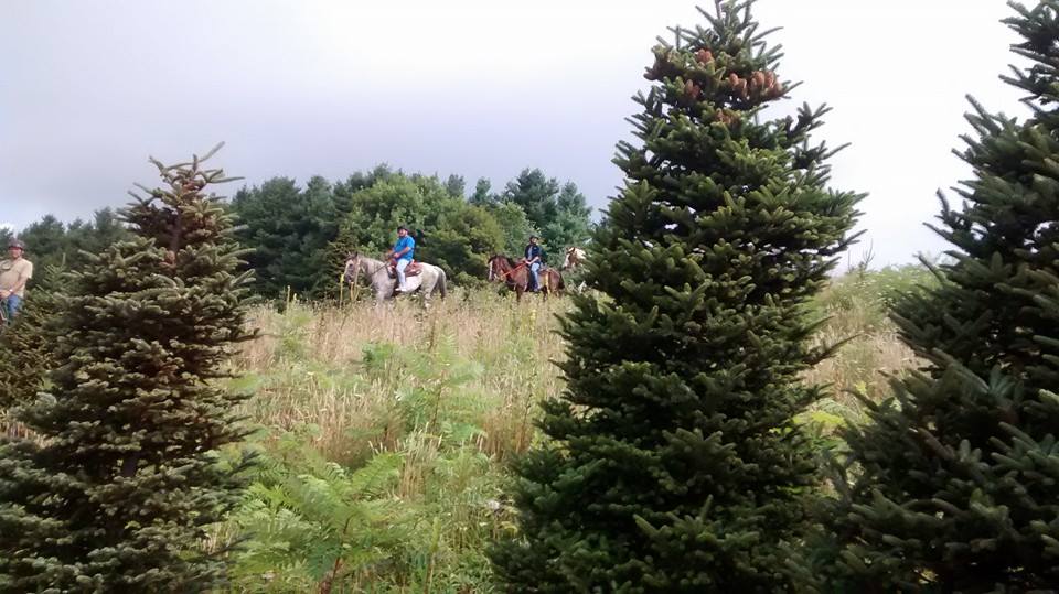 Elk Mountain Christmas Tree Farm | Newland NC