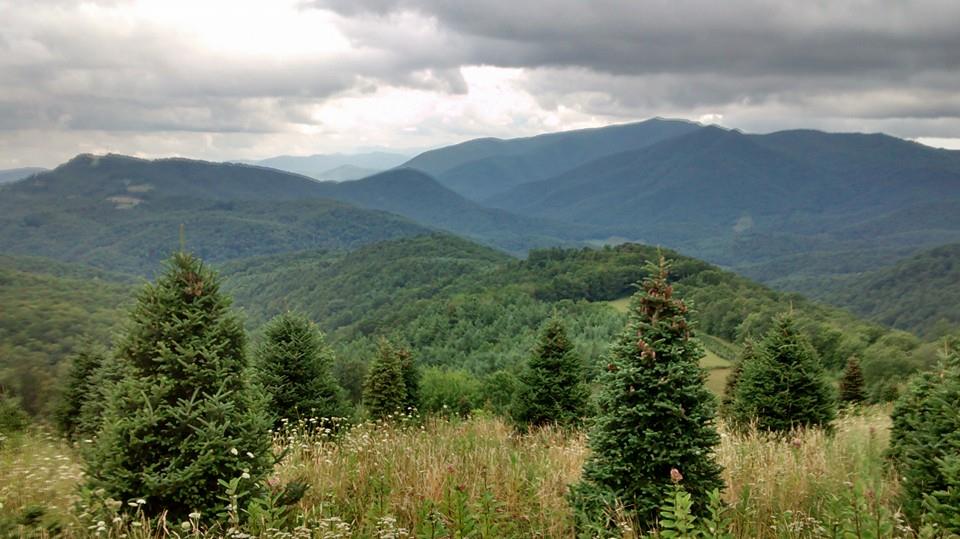 Elk Mountain Christmas Tree Farm | Newland NC