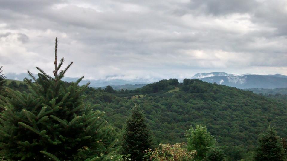 Elk Mountain Christmas Tree Farm | Newland NC