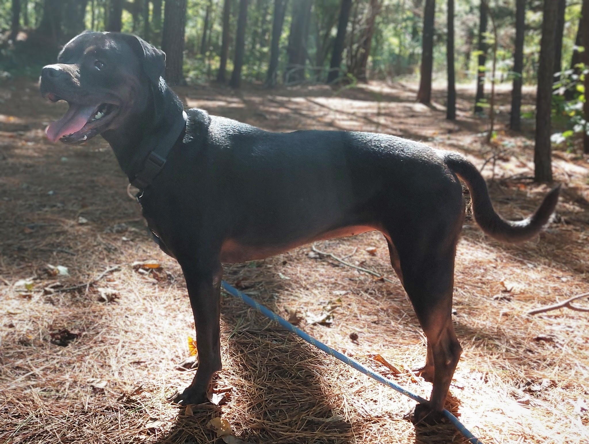Dogs - Meet Luna (182175) : a sweet pocket rottie that will steal your ...