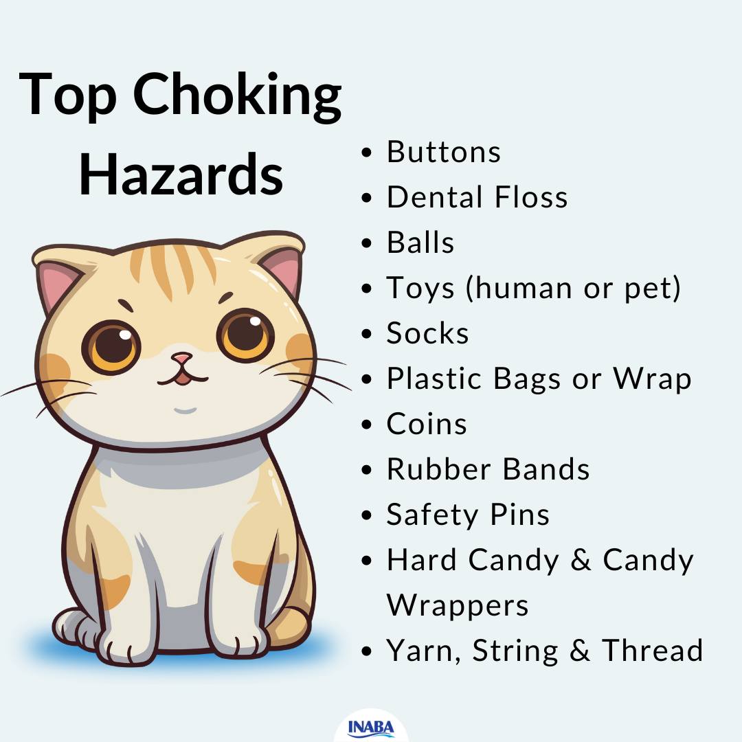 Thumbnail for Yarn Choking Hazard In Dogs
