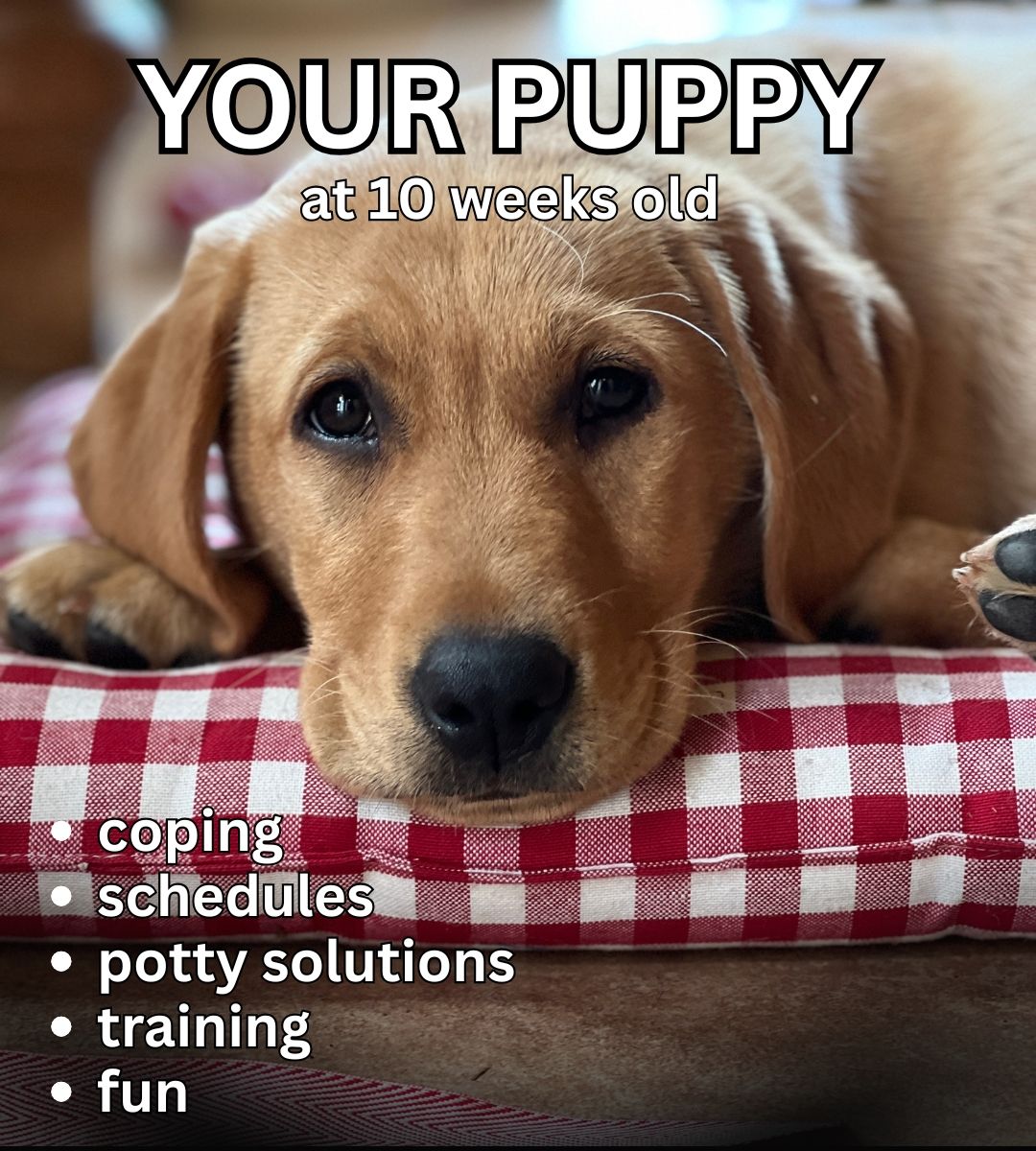 The Labrador - Struggling to establish a routine with your 10-week-old ...