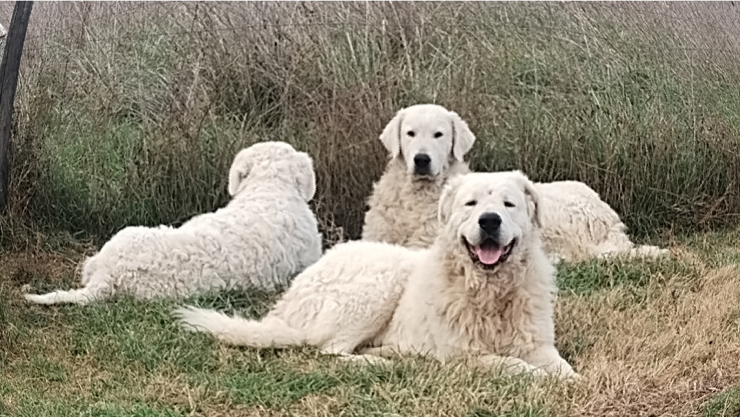 Allevamento di Casa Langella - Cane da Pastore Maremmano Abruzzese ...