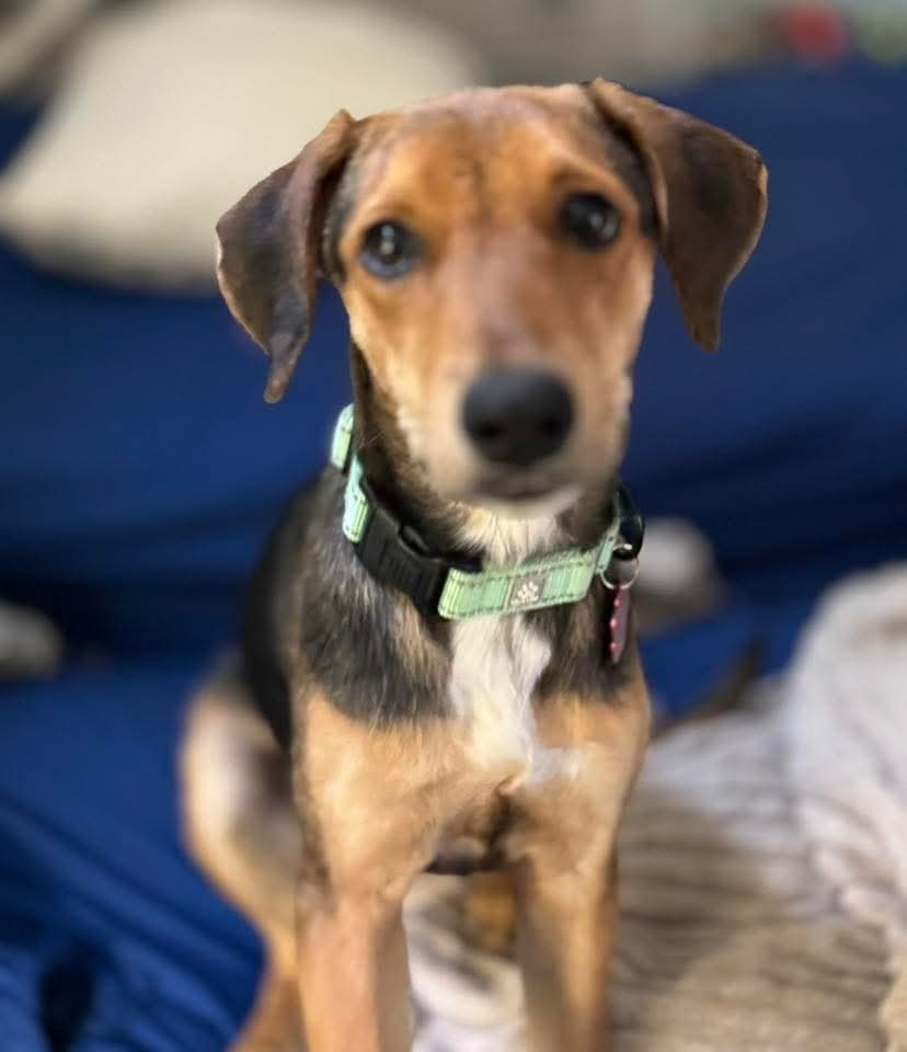 Sweet - TIA https://www.sweetpawsrescue.org/dogs-for-adoption MA Rescue ...