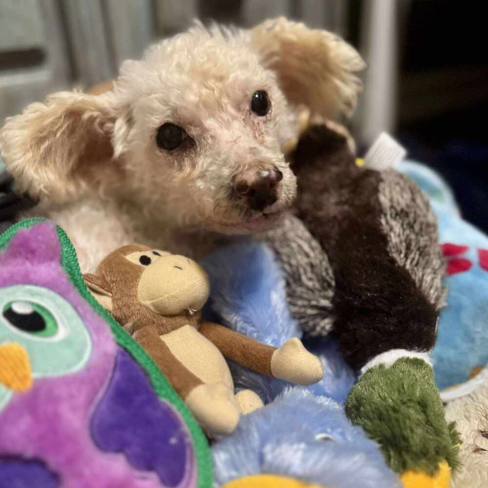 Sweet - CHARLIE https://www.sweetpawsrescue.org/dogs-for-adoption MA ...