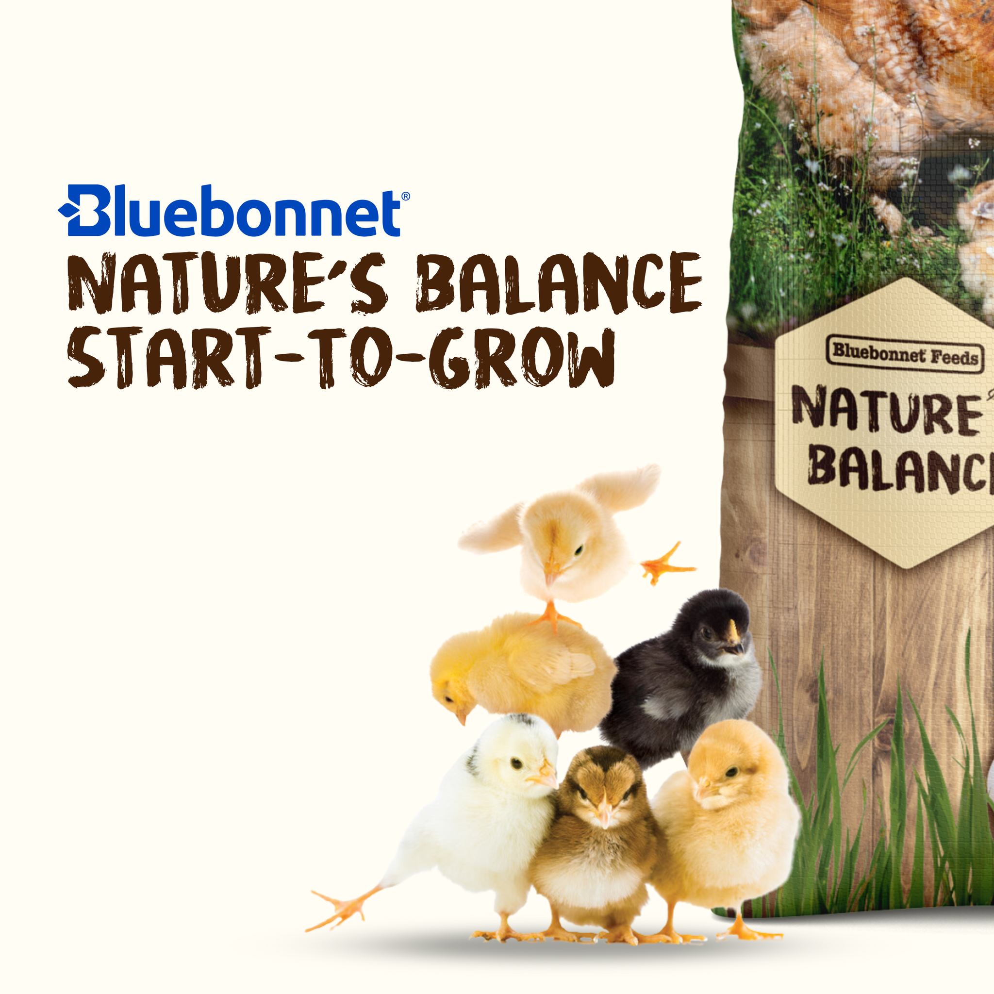 5 Tips for Baby Chicks! 🐣 1.... - Bluebonnet Backyard | Facebook