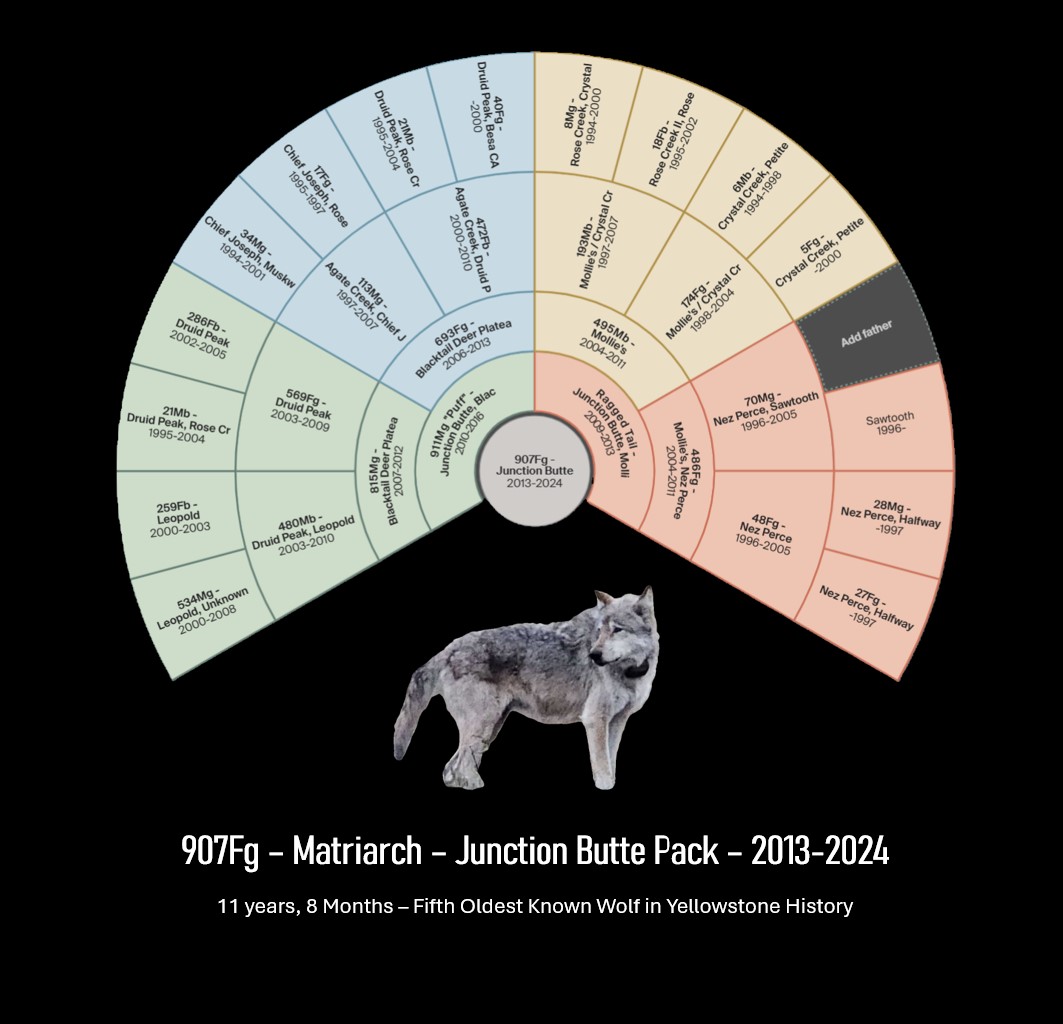 Yellowstone Wolf Family Tree