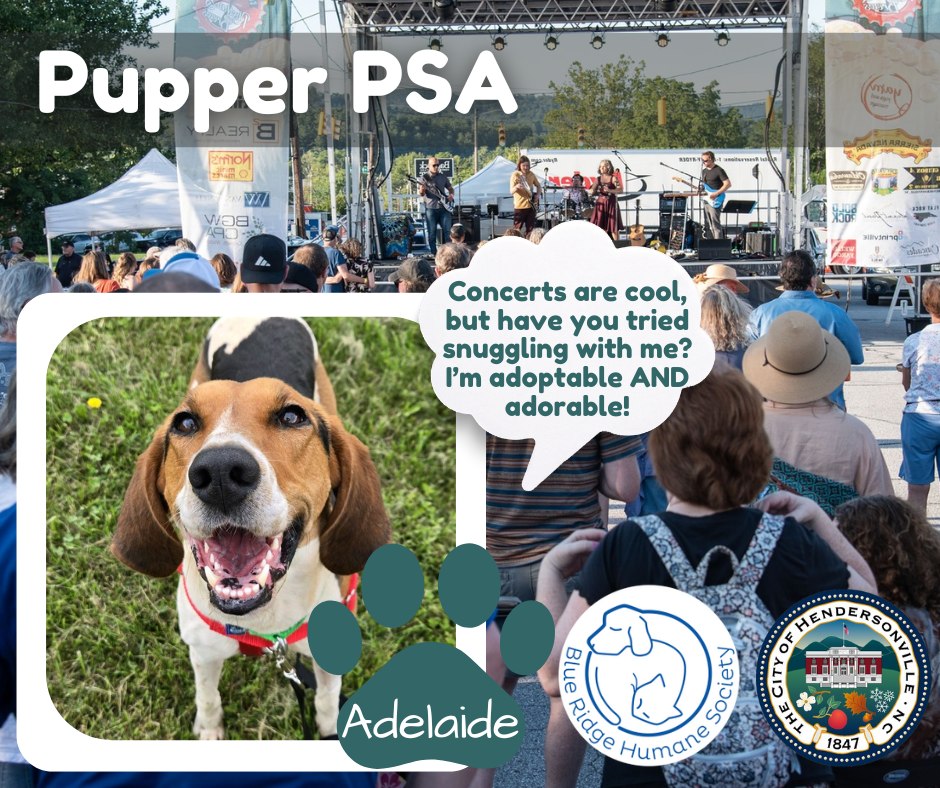 Hendersonville, - 🐾 Pupper PSA 🐾 As you head downtown for the Rhythm ...