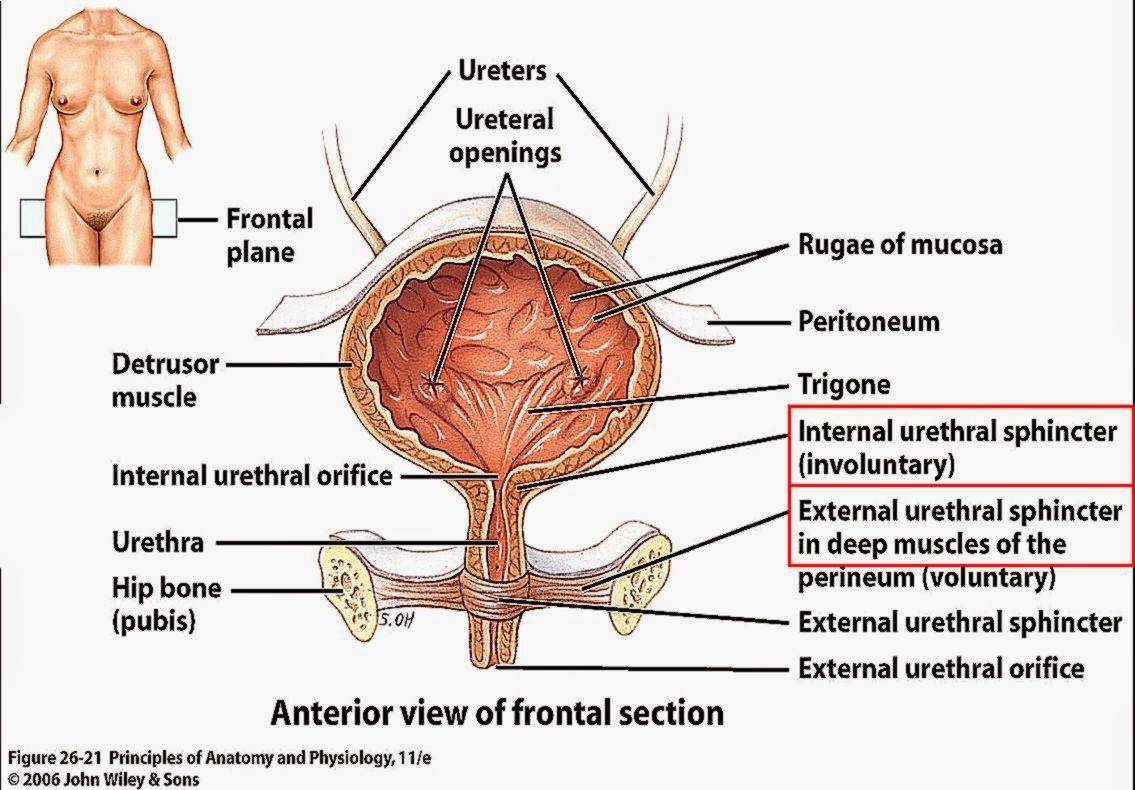 Bladder Model Labeled