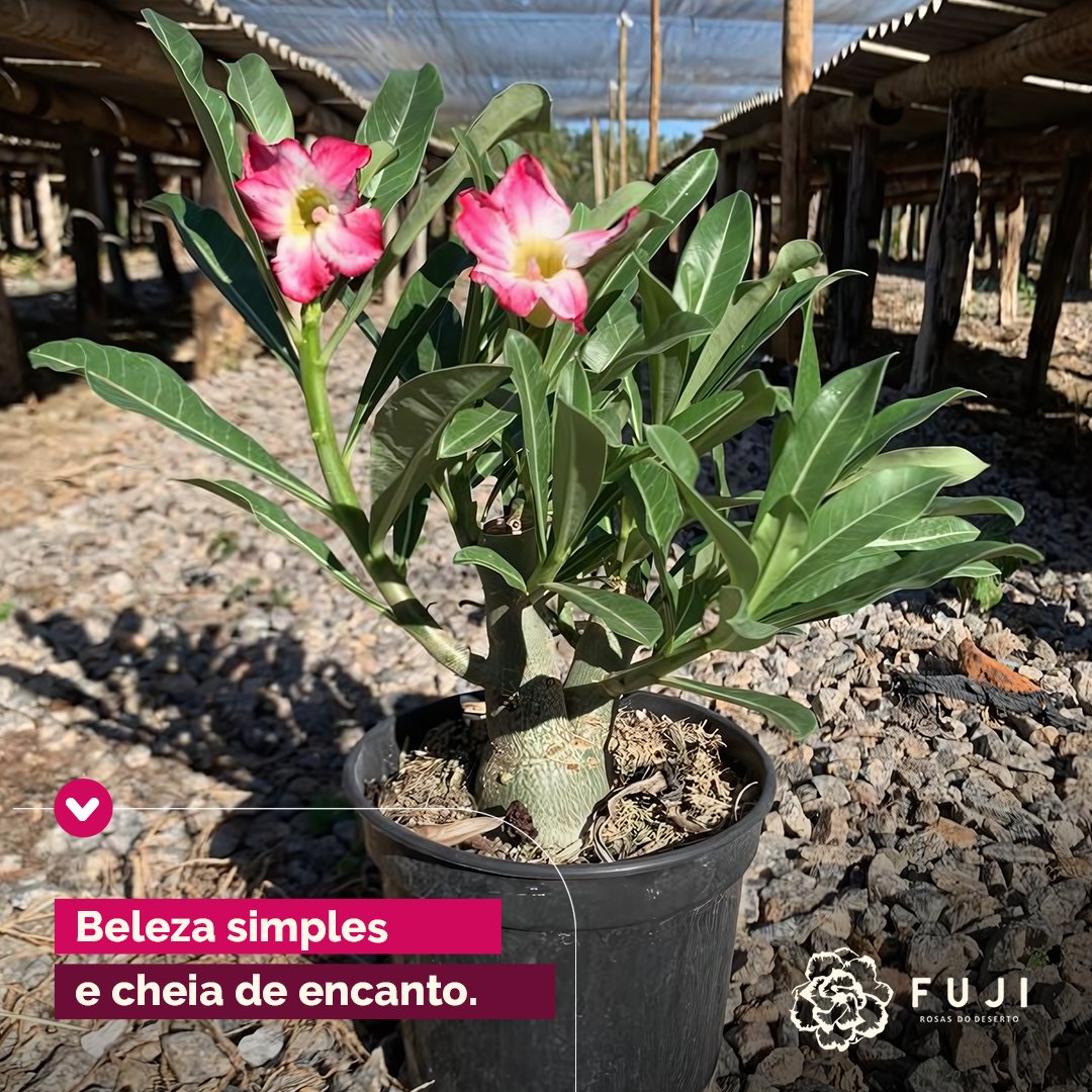 Fuji - A beleza simples e cheia de encanto da rosa do deserto nos ...