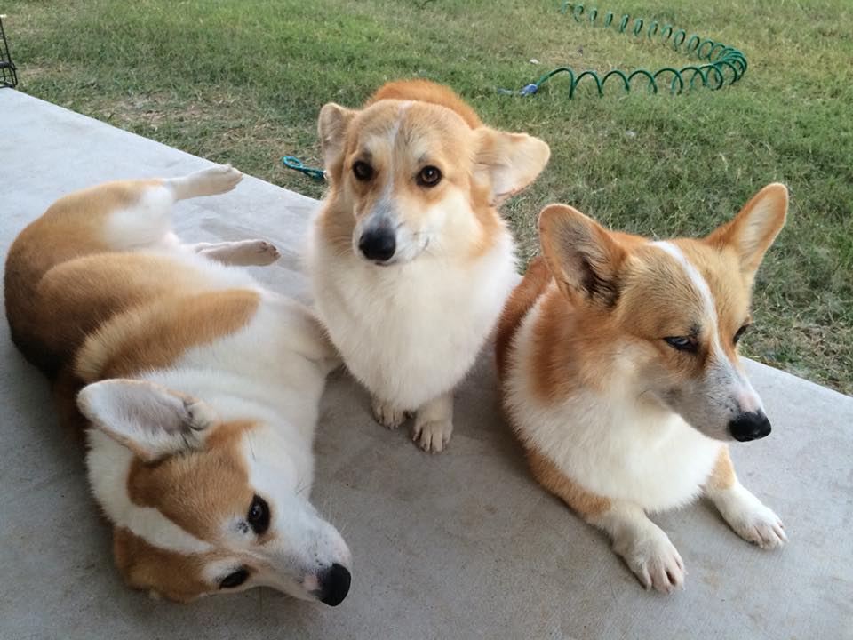 Lakeview Corgis and Ridgebacks | Kingsbury TX