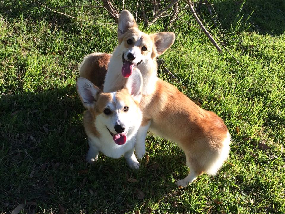 Lakeview Corgis and Ridgebacks | Kingsbury TX
