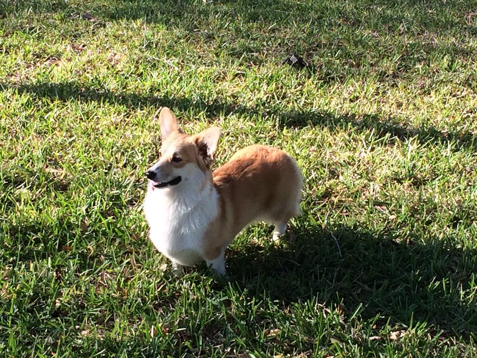 Lakeview Corgis and Ridgebacks - Home | Facebook