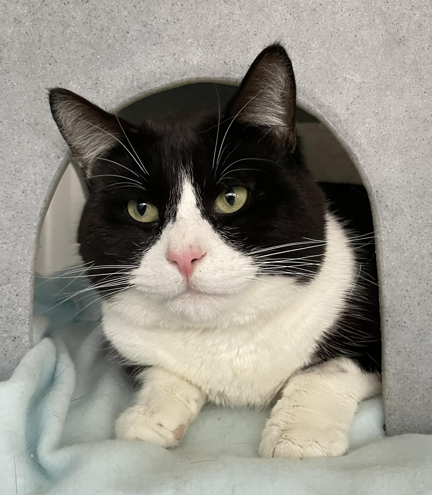 We’ve just updated our website with... - Mansfield Cat Centre | Facebook