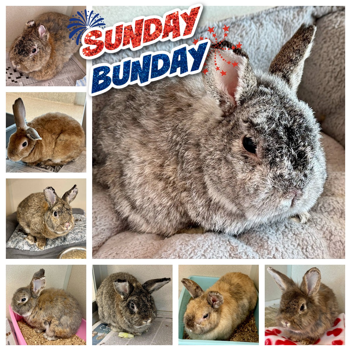 🎆🐰 Stars, Stripes,... - Saginaw County Animal Care & Control | Facebook