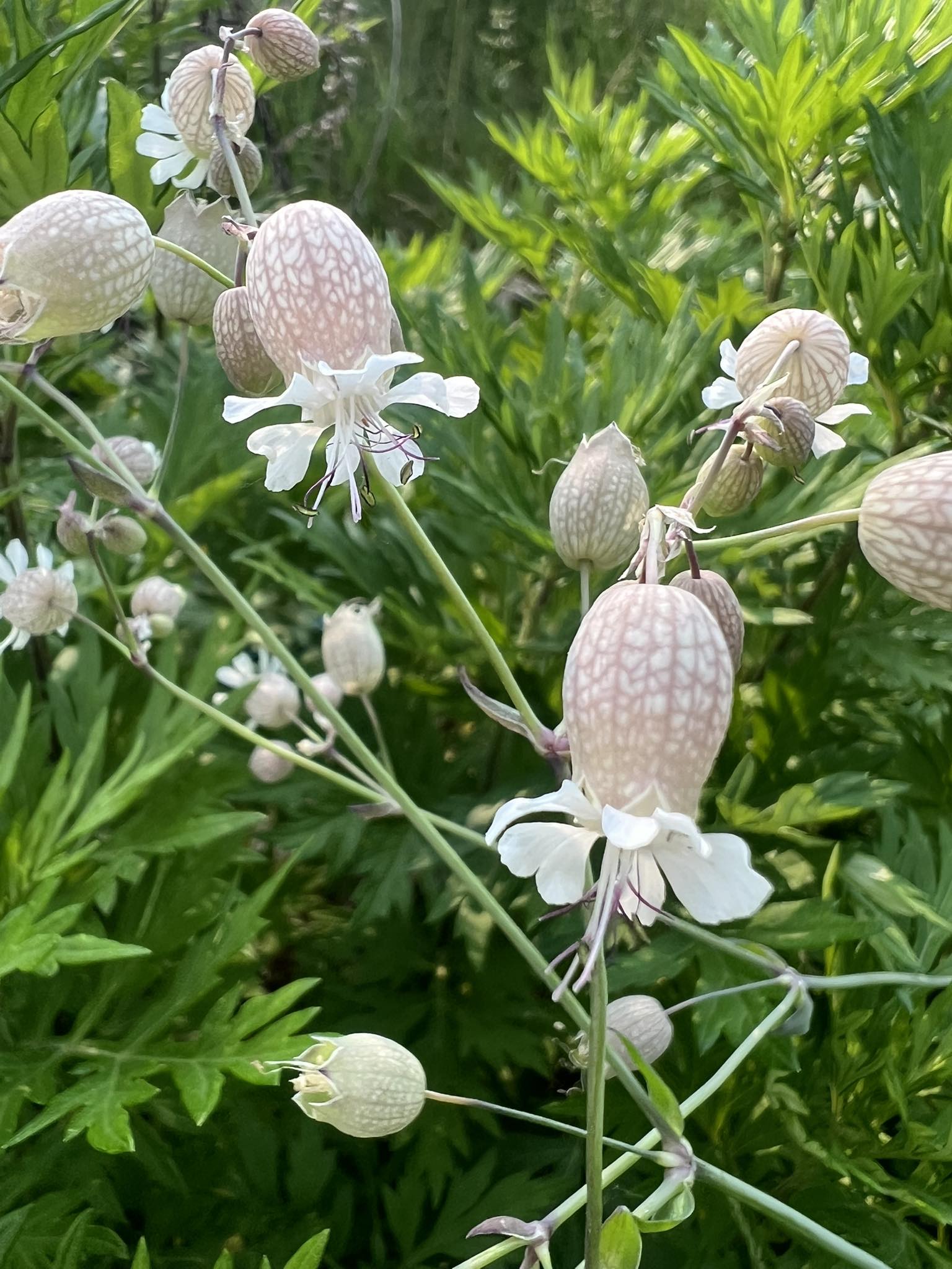 Curated visual reference: Softly Lattices Gaze Part Europa Reference: I Love This Delicate Wildflower Commonly Known As Maidenstears