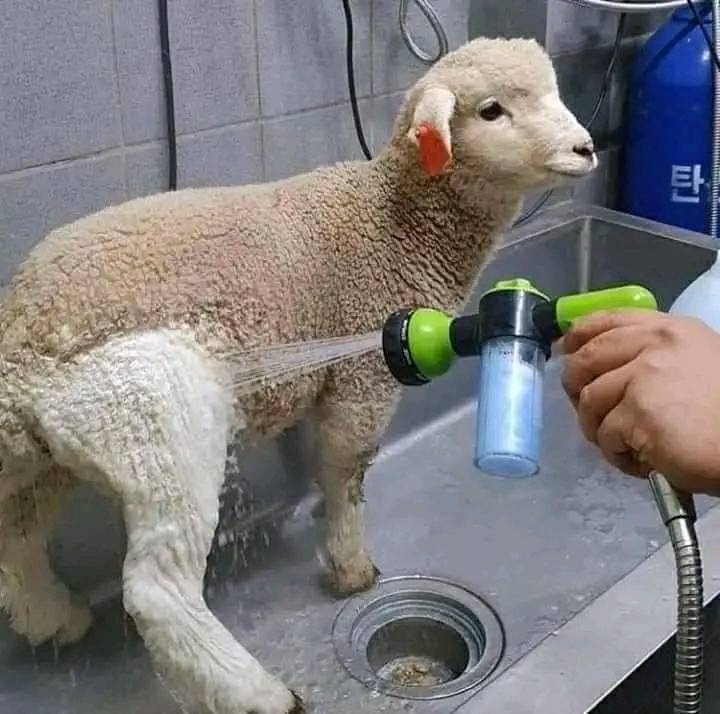 Vet - Animals - Nature