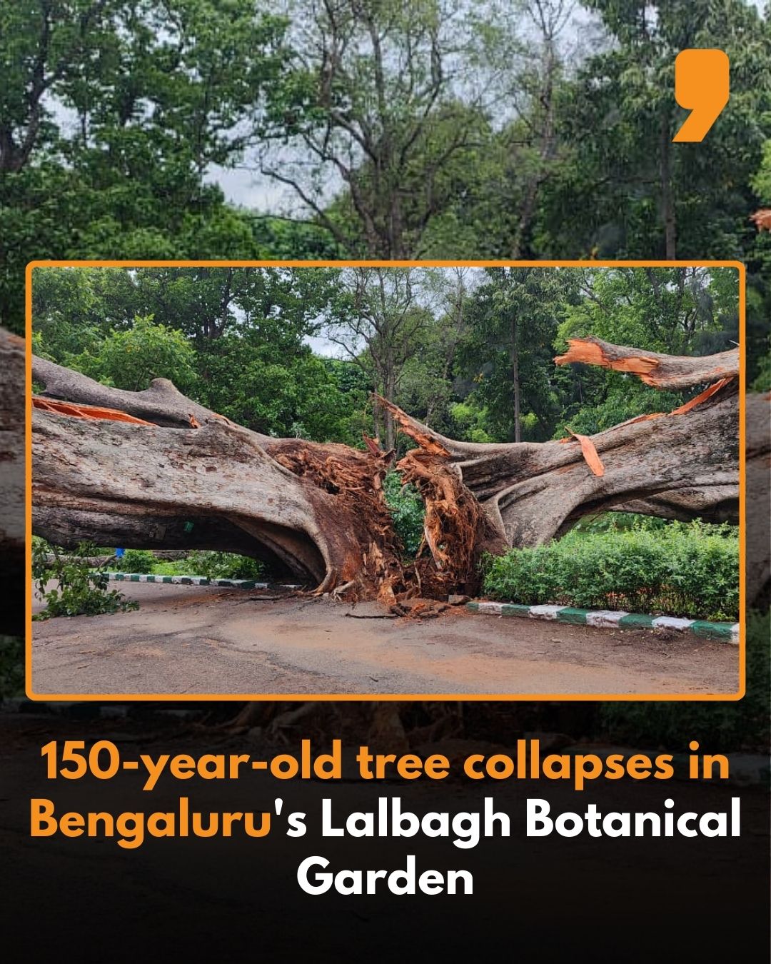 NEWS9 - A massive 150-year-old Ficus cunninghamii tree collapsed at # ...