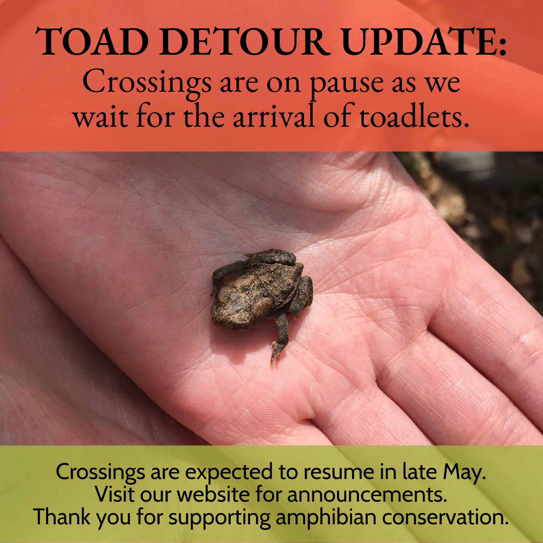 Toad - IMPORTANT TOAD DETOUR UPDATE: Crossings are temporarily on pause ...