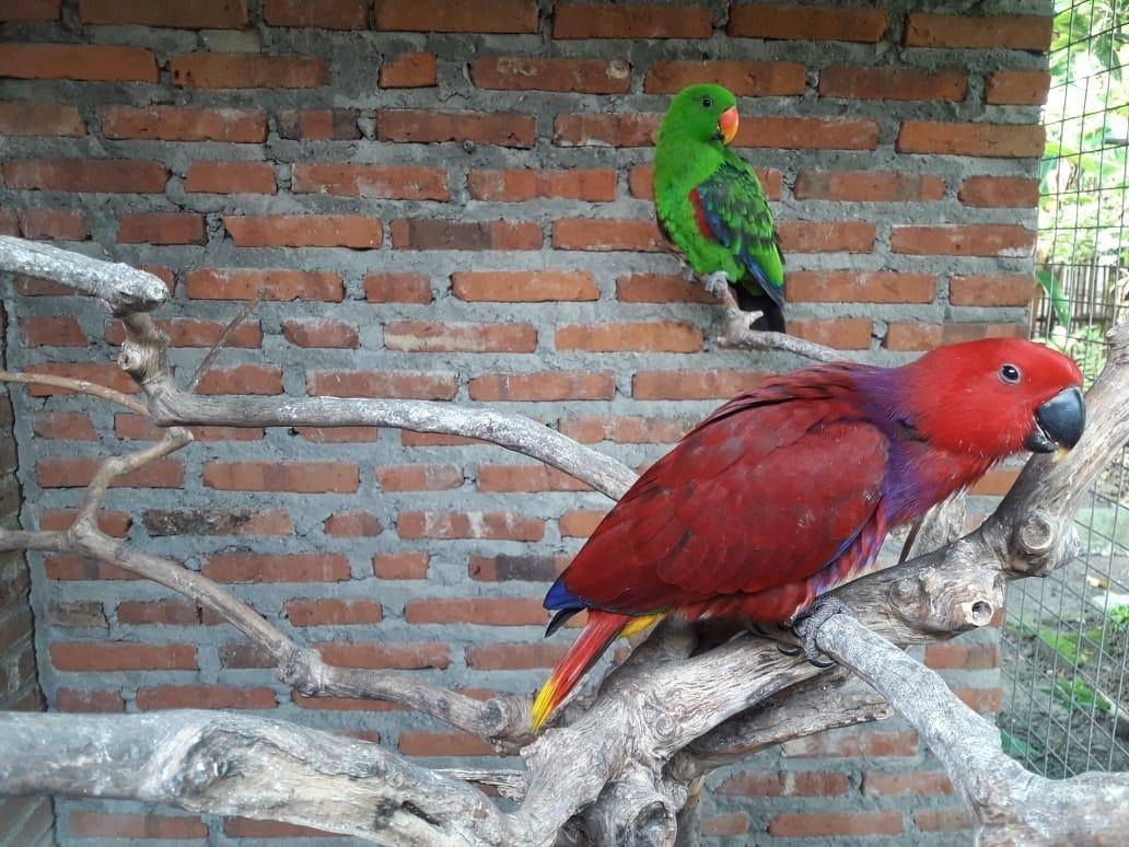 Parrot GENG Malaysia - PETTING ZOO RENTALS. Kids absolutely love our ...