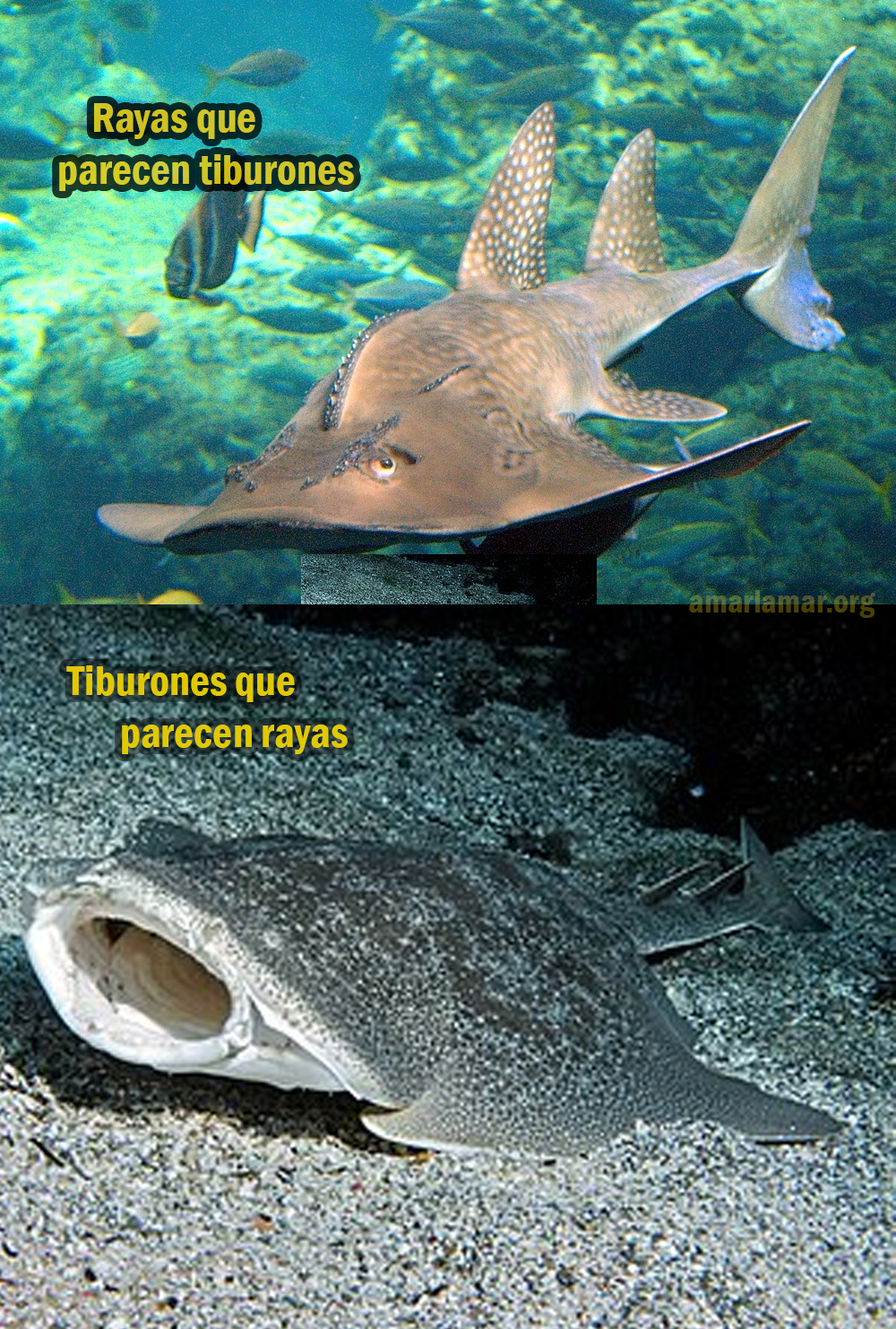 Amar - ¿Rayas que parecen tiburones o tiburones que parecen rayas? Este ...