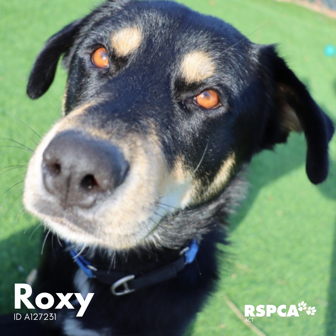 RSPCA - Meet our incredible crew of adorable pets, all looking for ...