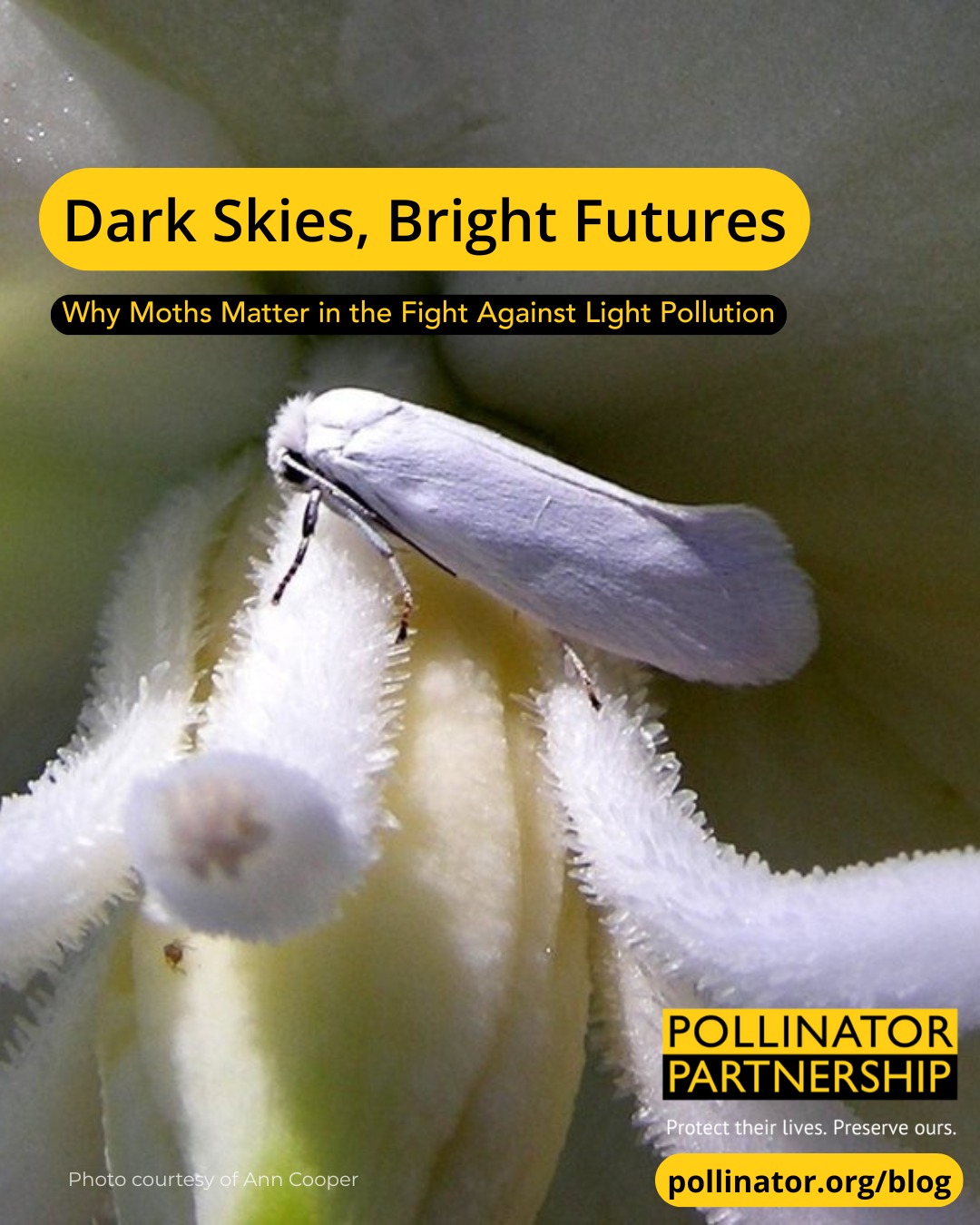 Did you know that moths make... - The Pollinator Partnership | Facebook