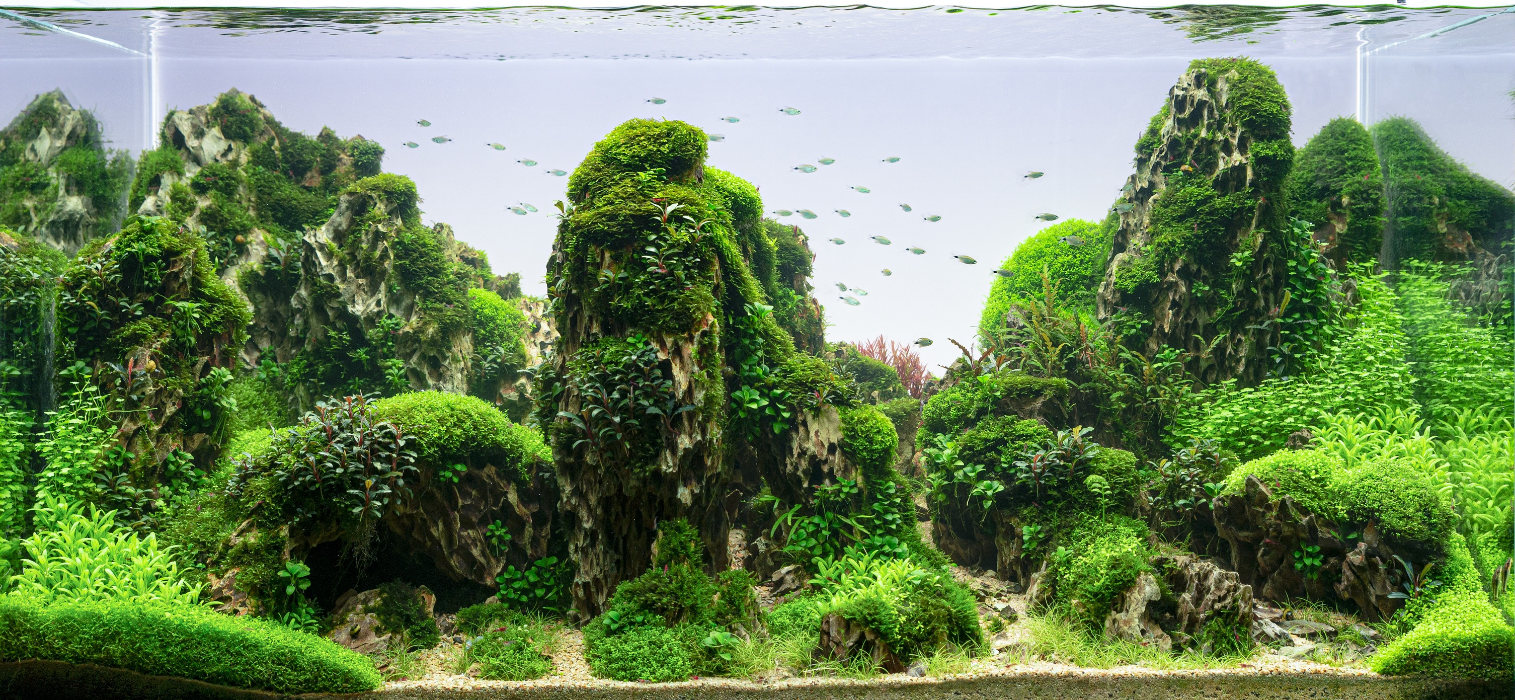 天野 尚 NATURE AQUARIUM展 360°VRサイトを公開しました 東京ドーム