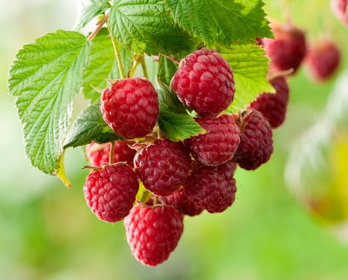 Forest raspberry - Home