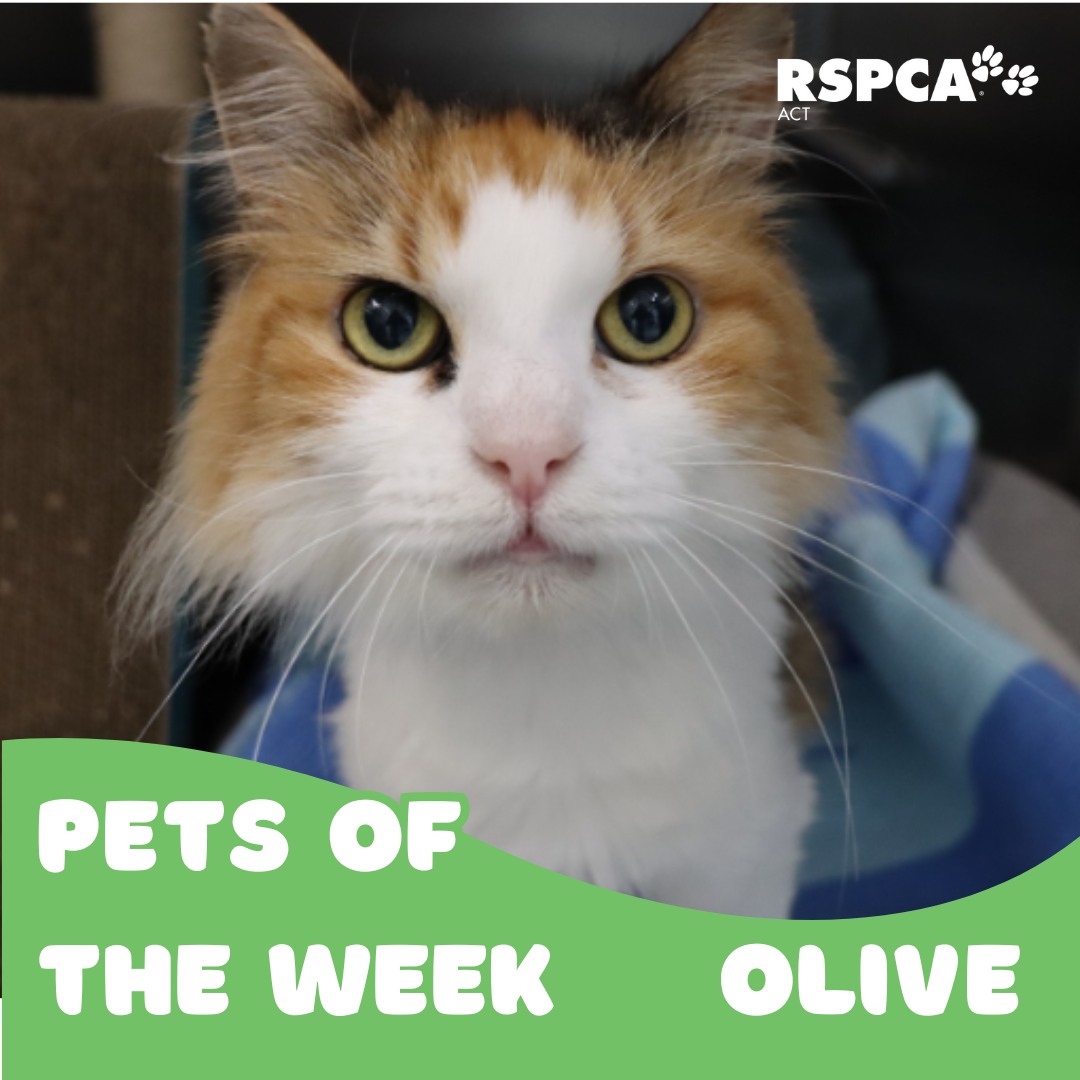 RSPCA ACT - This week our Region Canberra Pets of the Week... | Facebook