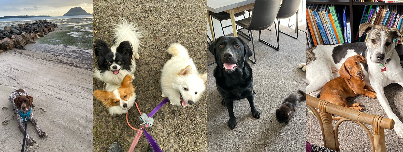 Training Tails | Tauranga
